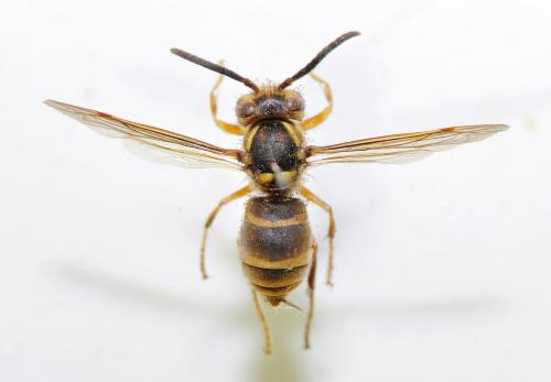 阿里山黃胡蜂 Vespula arisana