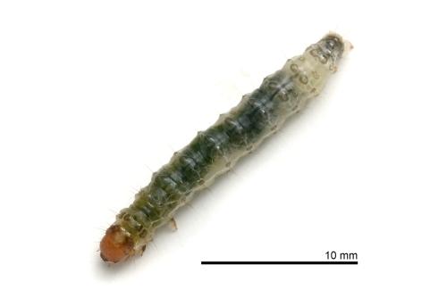 Herpetogramma basalis Herpetogramma basalis