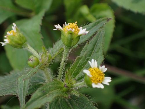 粗毛小米菊 粗毛小米菊