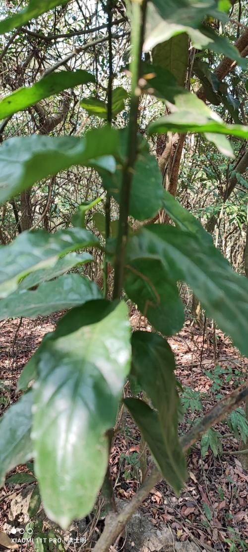 小刺山柑 小刺山柑