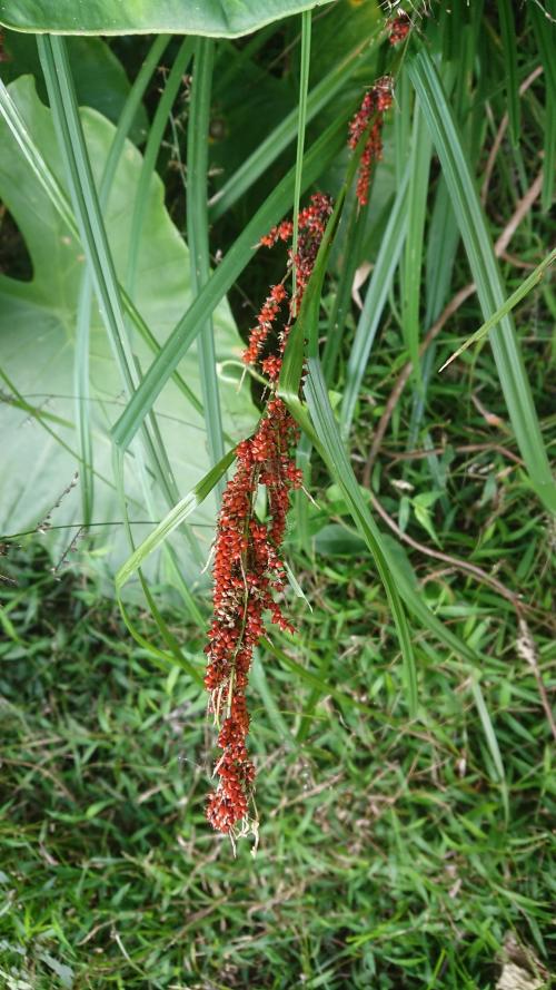 紅果薹