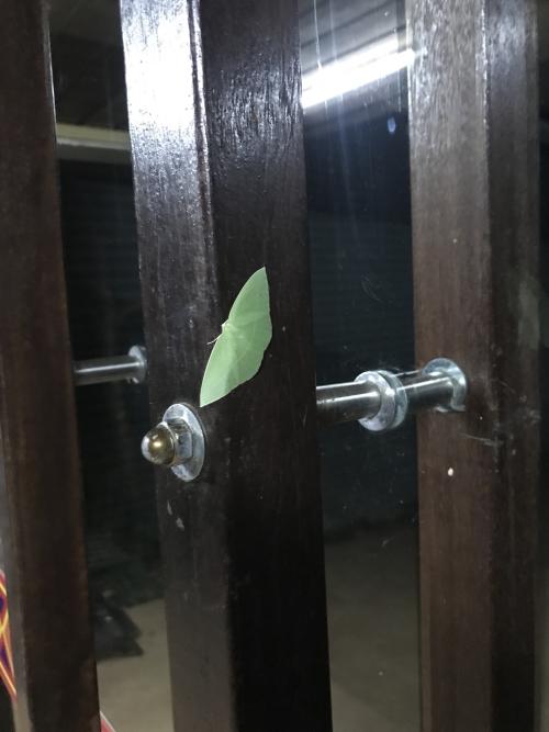 綠翅茶班尺蛾 綠翅茶班尺蛾