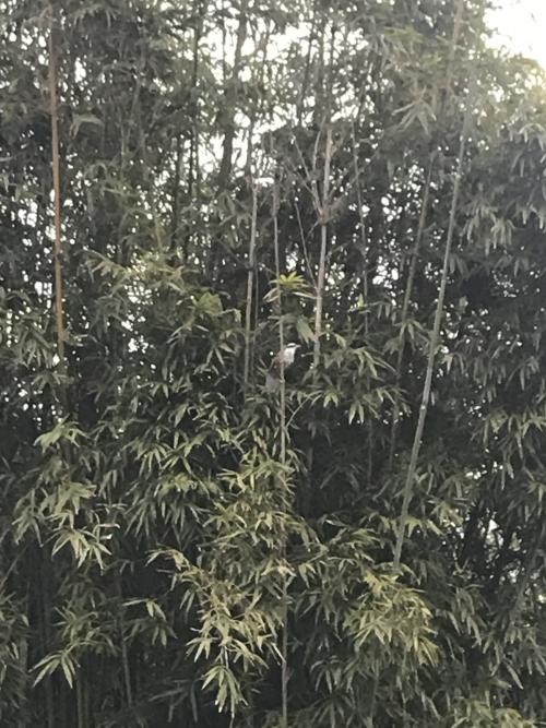 小彎嘴