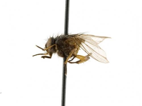 Paradichosia nigricans female lateral Paradichosia nigricans female lateral