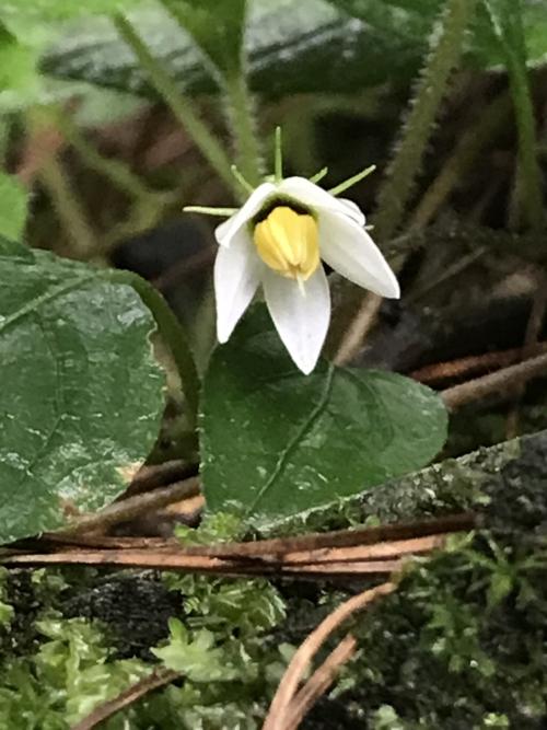 蔓茄