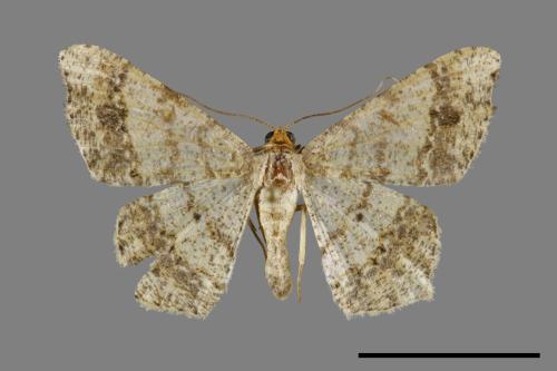 Macaria abydata[雙前斑尾尺蛾][00093105]