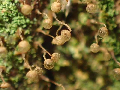 Cribraria aurantiaca(橘黃篩黏菌)