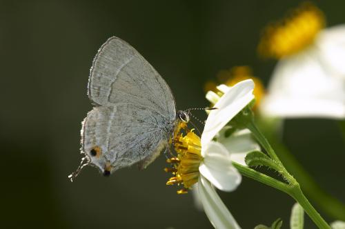 Satyrium austrinum