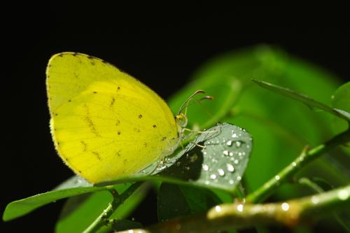 20090929_347341_Eurema brigitta hainana_a.jpg 20090929_347341_Eurema brigitta hainana_a.jpg