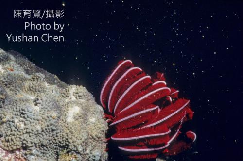 巨翅美羽枝 巨翅美羽枝