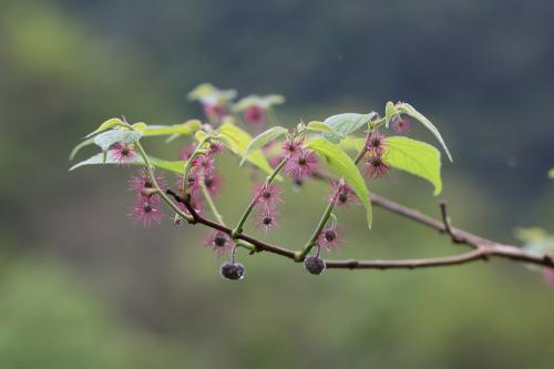 Broussonetia monoica_花及嫩葉3