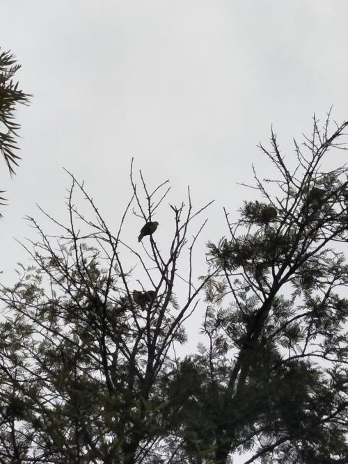 綠鳩 綠鳩