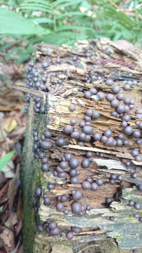 粉瘤黏菌 (粉瘤菌) 粉瘤黏菌 (粉瘤菌)