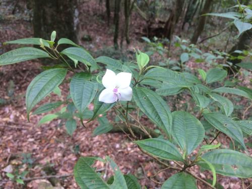 深山野牡丹