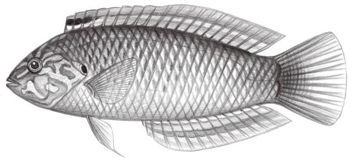 Macropharyngodon moyeri@Jheng1805 Macropharyngodon moyeri@Jheng1805