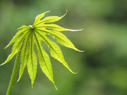 臺灣八角金盤