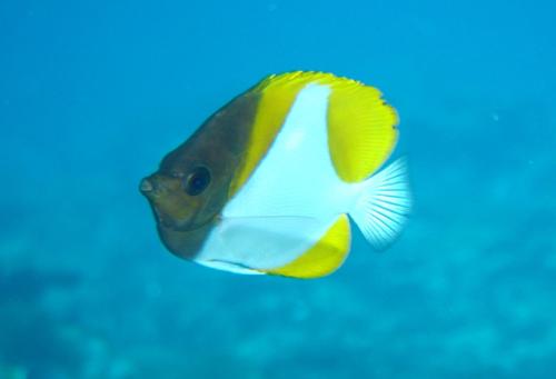 Hemitaurichthys polylepis@fishdb-media-2409