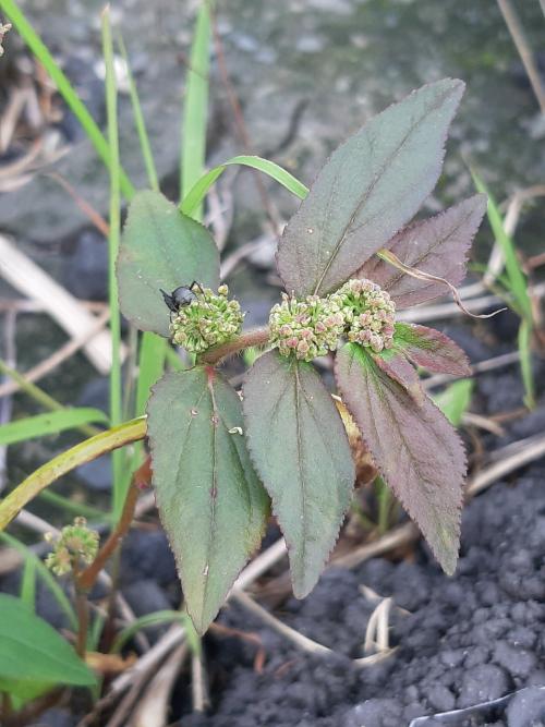 飛揚草 飛揚草