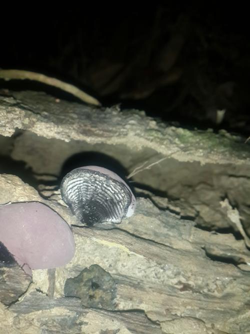 光輪層炭殼菌 光輪層炭殼菌