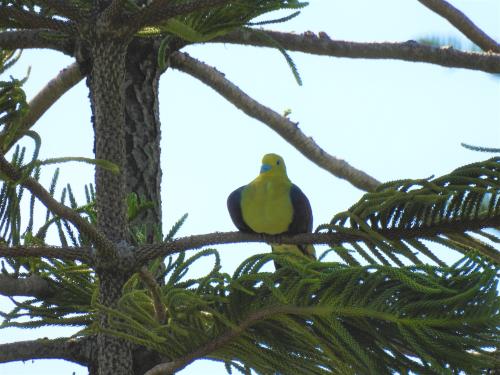 綠鳩