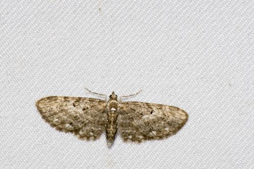 Eupithecia blandula