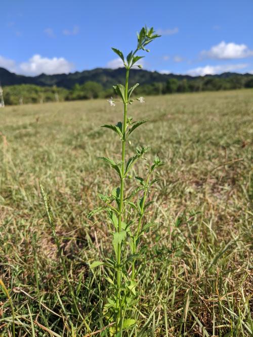 野甘草 野甘草