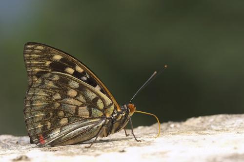 N44-1 大紫蛺蝶 N44-1 大紫蛺蝶