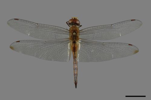Pantala flavescens[薄翅蜻蜓][00090613]