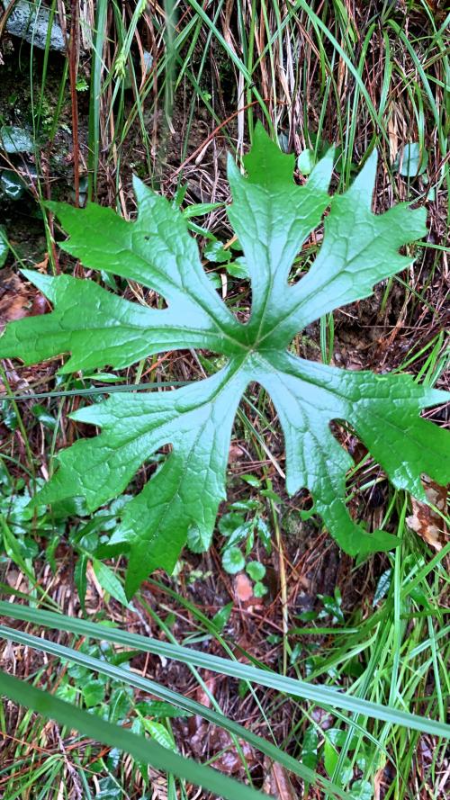 高山破傘菊