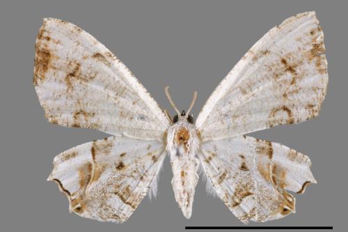 Dysaethria cretacea[粉白雙尾蛾][00012286]