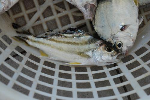 細鱗鯻  彎紋釘公 花身雞魚