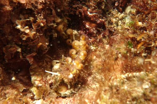 PDSC09762 Phyllodesmium macphersonae PDSC09762 Phyllodesmium macphersonae