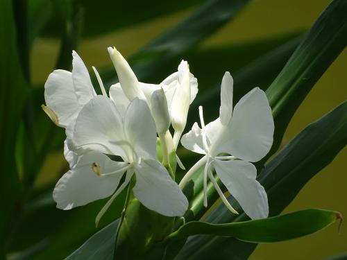 野薑花 野薑花