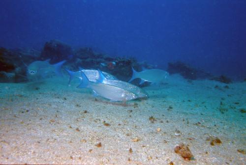 Mugil cephalus @fishdb-media-8281 Mugil cephalus @fishdb-media-8281