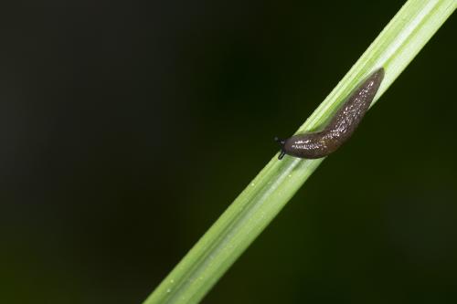 光滑頸蛞蝓