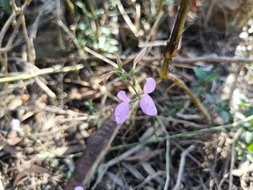 槍刀菜