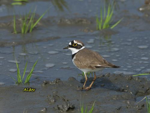 20090721_380139_Little_ringed_Plover_1765.jpg