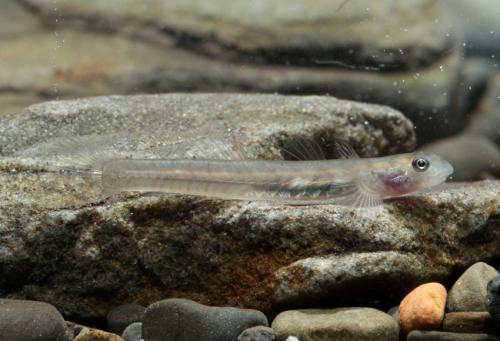Lentipes armatus@fishdb-media-13317