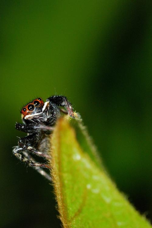 Hasarius adansoni DSC_1144 s