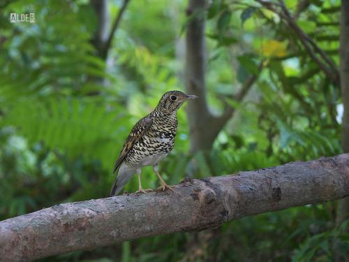 20091211_404674_Scaly_Thrush_3009.jpg