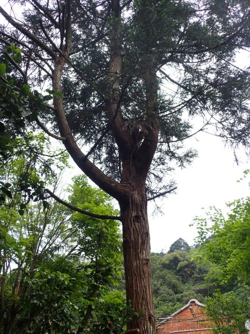 柳杉 柳杉