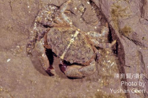 細巧皺蟹 