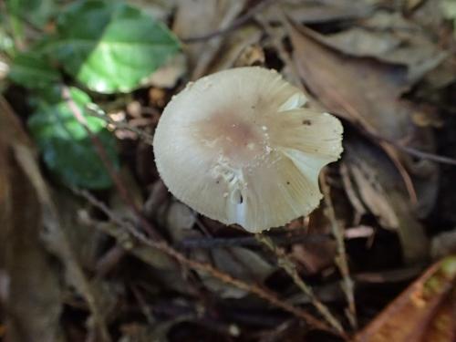 Amanita esculenta(可食鵝膏)