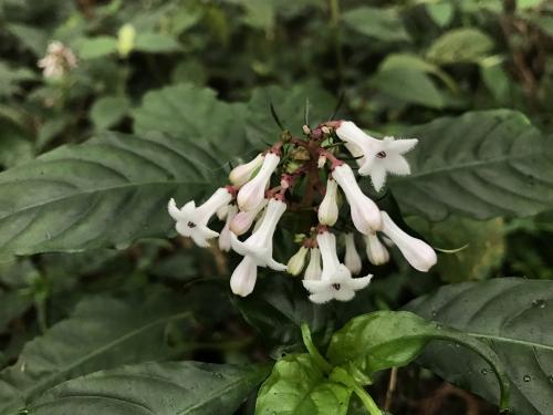 蛇根草