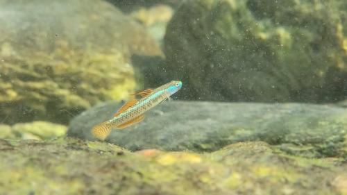 黑鰭枝牙鰕虎