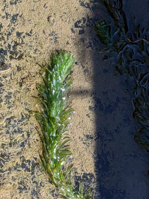 水蘊草