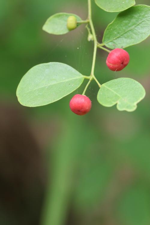 小果葉下珠、多花油柑、爛頭砵 小果葉下珠、多花油柑、爛頭砵