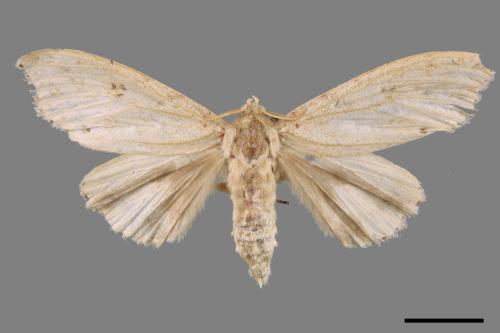Calliteara angulata[點茸毒蛾][00059403]