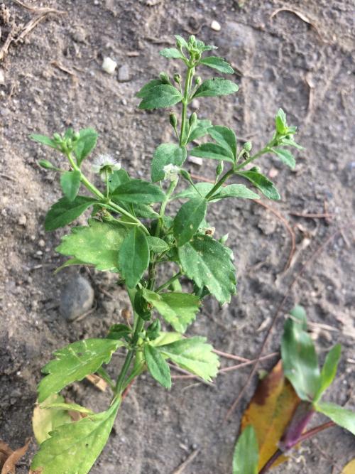 野甘草