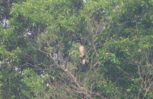 鳳頭蒼鷹 鳳頭蒼鷹
